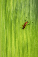 Ein braun rot orange gefärbter Weichkäfer hängt an einem Stiel  einer Pflanze im Garten in freier Natur, Deutschland