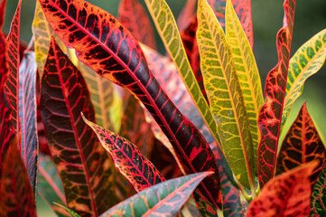 Multi colored leaves of Codiaeum Petra plant, Mauritius © Anders93