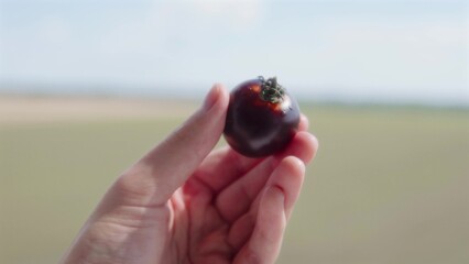 Farmer shows one black tomato on a blurred land background. 