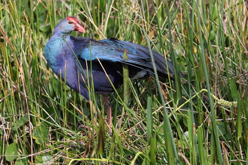 Grey-headed swamphen Wakodahatchee Wetlands Florida USA