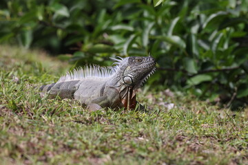 green iguana (Iguana iguana) Wakodahatchee Wetlands Florida USA