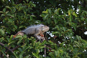 green iguana (Iguana iguana) Wakodahatchee Wetlands Florida USA