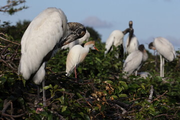 cattle egret (Bubulcus ibis) Wakodahatchee Wetlands Florida USA