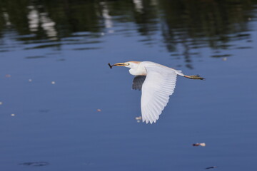 cattle egret (Bubulcus ibis) Wakodahatchee Wetlands Florida USA