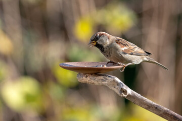 Haussperling (männl.)