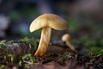 A small fungus Hypholoma or Pholiota growing from moss in a forest vegetation.