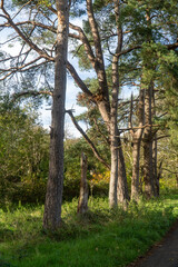 Obraz premium path in the woods