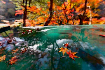 日本京都嵐山のの秋の真っ赤な紅葉と風景 / Kyoto Arashiyama Red Leaves Japan Travel