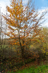 Obraz premium autumn in the forest