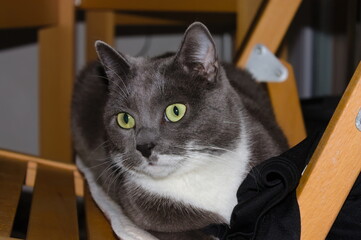 Russian Blue, tuxedo cat)resting on chair