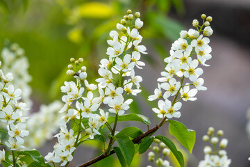 European bird cherry