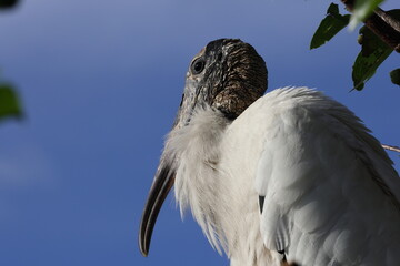 Wood Stork (Mycteria americana) Wakodahatchee Wetlands Florida USA