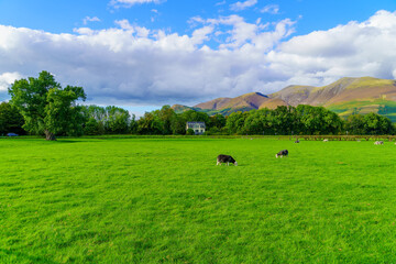 Trees, fields and mountains in the Lake District