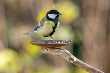 Fototapeta premium Kohlmeise