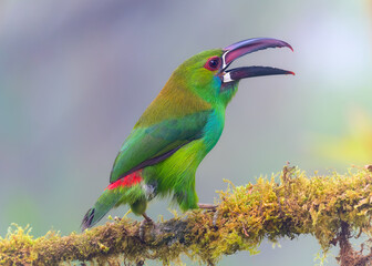 Crimson-rumped Toucanet, Aulacorhynchus haematopygus