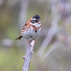 Rustic Bunting