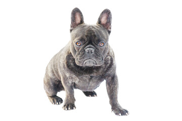 French Bulldog breed dog black with brindle color isolated on white. Portrait of a sitting dog.