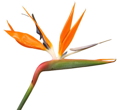 Fleur de Strelitzia	