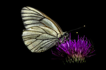 Close up of black veined white butterfly sitting on flower