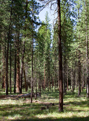 Forest with soft grass in Oregon