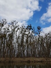 trees and sky