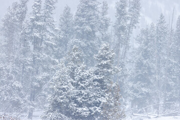 Scenic Snow Covered Landscape in Yellowstone National Park Wyoming in Winter