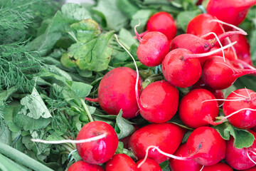 fresh radish with green leaves. red and green