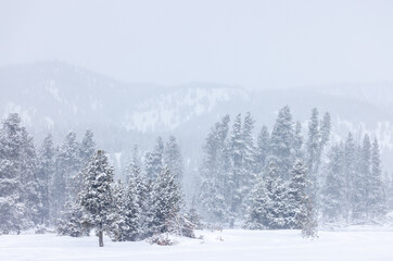 Scenic Snow Covered Landscape in Yellowstone National Park Wyoming in Winter