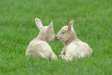 Naklejka na ściany i meble Close up of two cute twin lambs in Springtime, laying in lush green field, facing each other with one lamb nuzzling the sleeping lamb. Copy space. Horizontal.