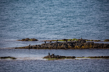 Several cormorants taking a rest on rocks in the water. Black Sea, Bulgaria
