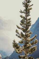 Pine tree. Samaria Gorge, Crete