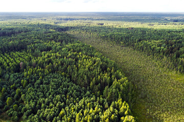 Fototapeta na wymiar Aerial view of summer forest. Aerial landscape with green coniferous trees
