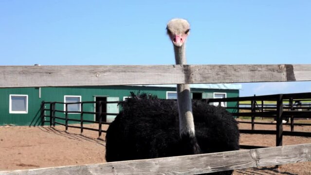 a few ostriches behind a fence on an ostrich farm want to take food from a woman's hands