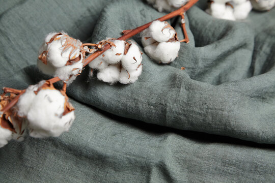 Cotton plant with white flowers on grey-green cloth backdrop