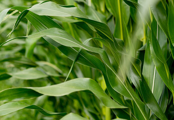 Corn leaves close up, idea of food production and agriculture.
