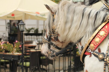 Horse on the street in Cracow in Poland