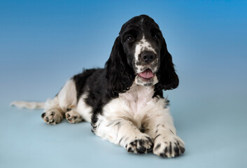 Portrait of a beautiful English Cocker spaniel puppy. The dog lies and looks into the frame. The color is white and black. Age 2 months. There is a blue background in the background.