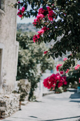 Fototapeta na wymiar flowers in the street of a small village in Crete 