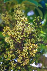 Green inflorescences on a tree close up