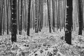 las ,mgła, czarno białe zdjęcie 