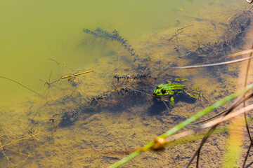 Green frog toad swims in green pond lake in Germany.