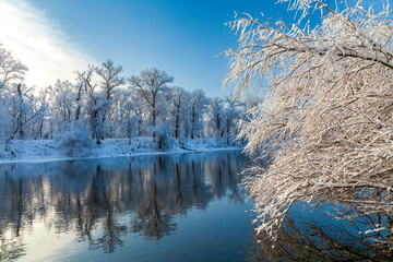 Fototapeta na wymiar Winter landscape by the river. Branches of trees on the riverbank are reflected in the water. Trees after a snowfall against a blue sky.