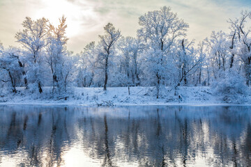 Winter landscape by the river. Trees on the riverbank are reflected in the water. Oaks after a snowfall against a haze-covered sky.