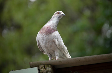 Rock Dove (Columba livia)