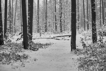 las ,mgła, czarno białe zdjęcie 