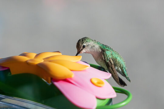 Hummingbird sitting on a feeder
