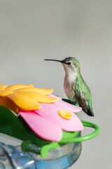 Hummingbird sitting on a feeder
