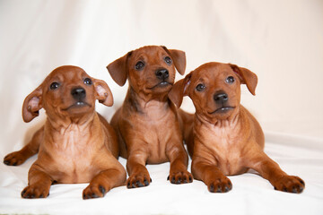 Cute puppies three from one brood are sitting. Puppies two months old are brown.