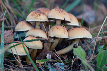 Sulphur Tuft (Hypholoma fasciculare) in forest