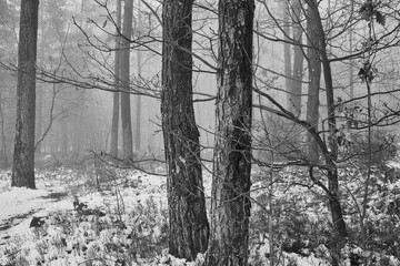 drzewa ,mgła, czarno białe zdjęcie 